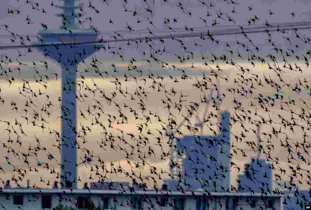 A flock of birds fly in front of the buildings of the banking district in Frankfurt, Germany.