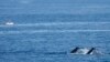Whales swim past a fisherman standing in his boat at Boat Harbour north of Sydney, Australia, June 12, 2023. 