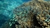 FILE - A school of blue-green chromid fish swim above corals on Moore Reef in Gunggandji Sea Country off coast of Queensland in eastern Australia, Nov. 13, 2022.
