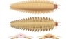 Scientists recreate head of ancient 2.7-meter-long bug