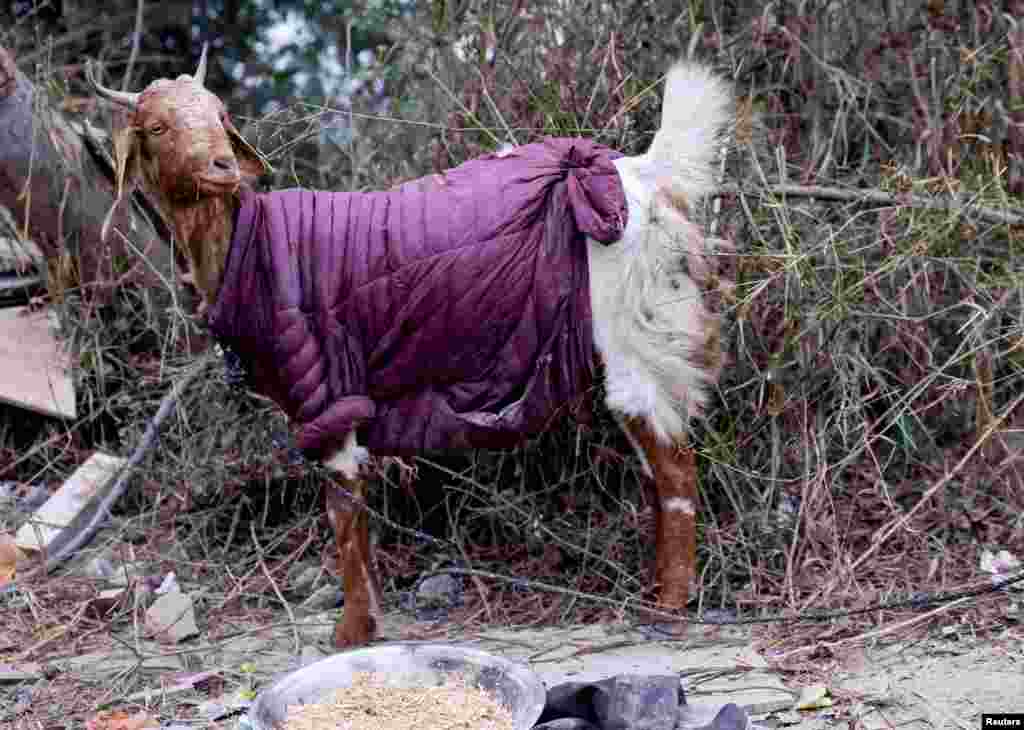 A goat wearing a jacket is seen at a farm on a cold winter morning in New Delhi, India.
