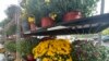 Chrysanthemums: Fall Flowers That Bring Beauty Each Year
