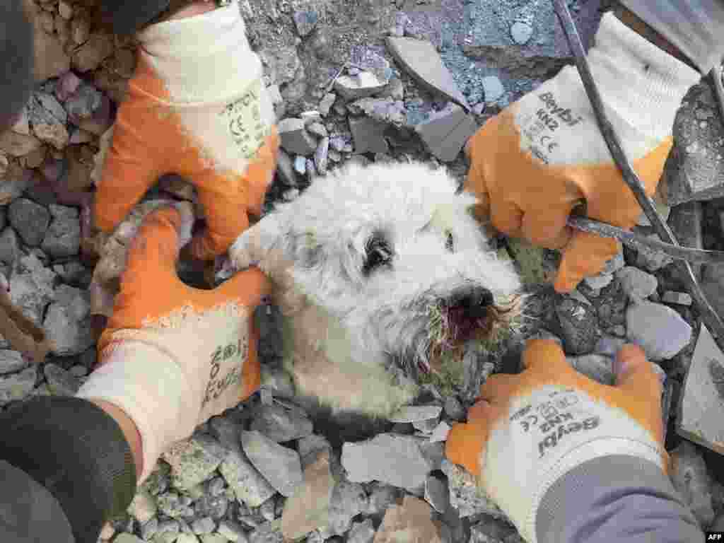 Rescuers extract a dog named Pamuk from the rubble of a collapsed building in Hatay on Feb. 9, 2023, three days after a massive earthquake.