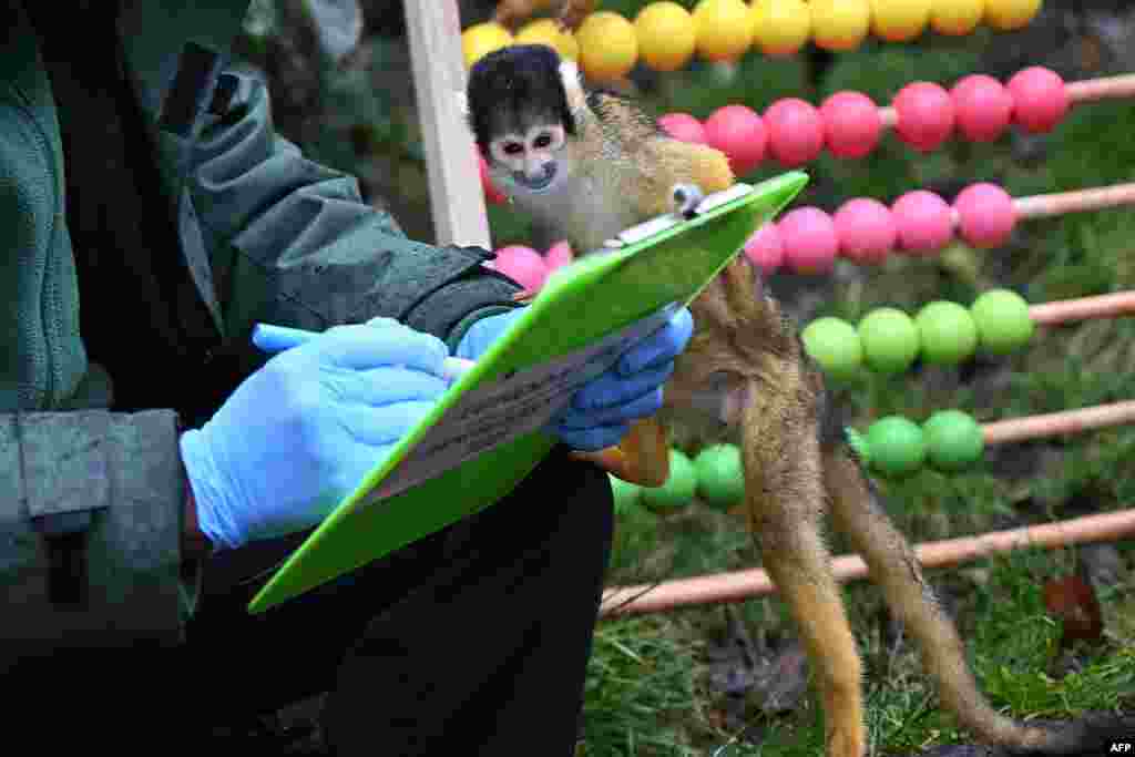 A squirrel monkey gets curious during the annual stocktake at ZSL London Zoo in central London, Jan. 3, 2023.