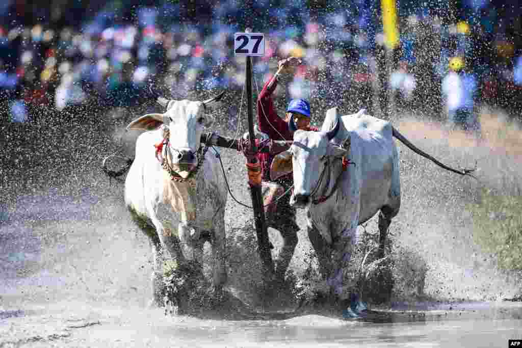 A competitor drives his oxen during the Bay Nui ox race in An Giang province, Vietnam, Sept. 24, 2022.