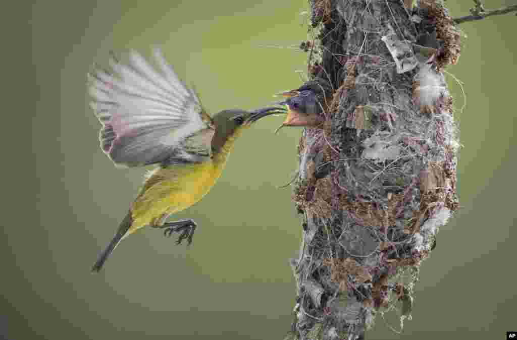 An Olive-backed Sunbird feeds its two babies insects in their nest in Klang, Selangor, Malaysia, Jan. 21, 2017.