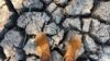 Southern Africa Enduring Its Worst Hunger Crisis in Decades Due to El Niño, UN Says