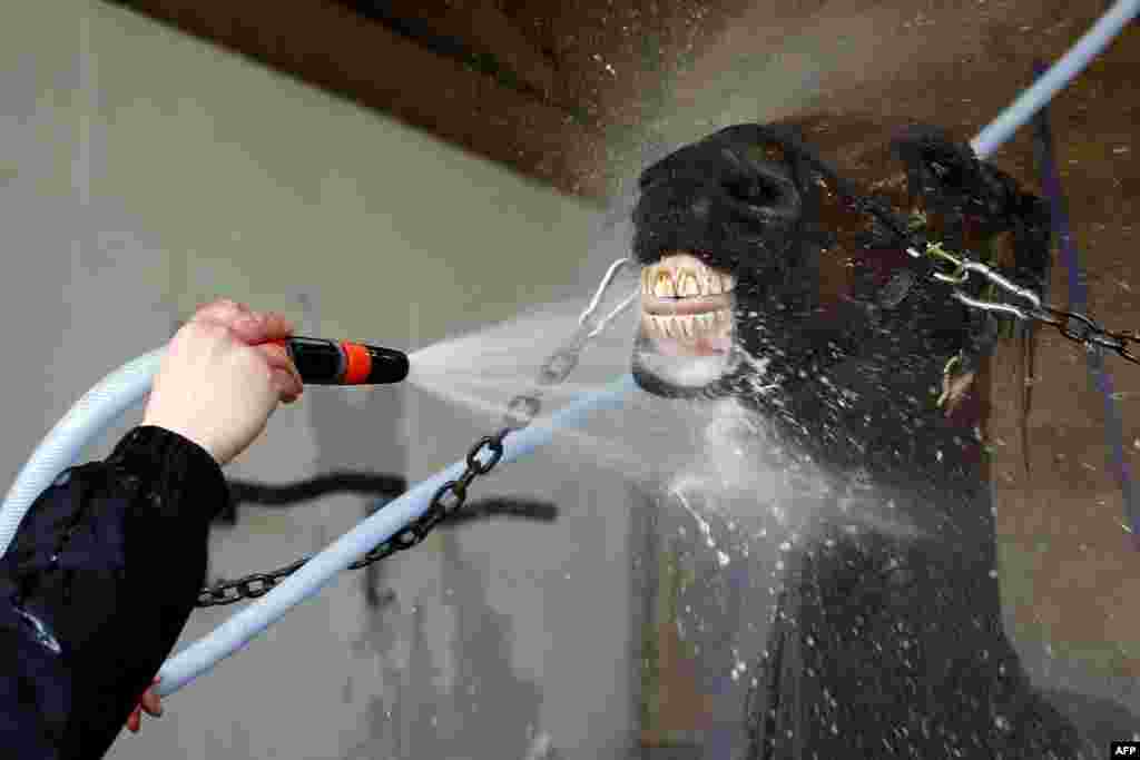 Readly Express is washed before a training session with his trainer Timo Nurmos, one week before the Prix d'Amerique, in Mortrée, northwestern France.