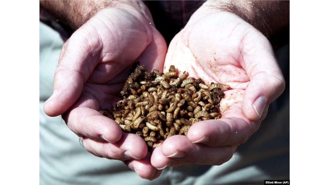 A scientist holds black soldier fly maggots at a research center in the U.S. state of Georgia.