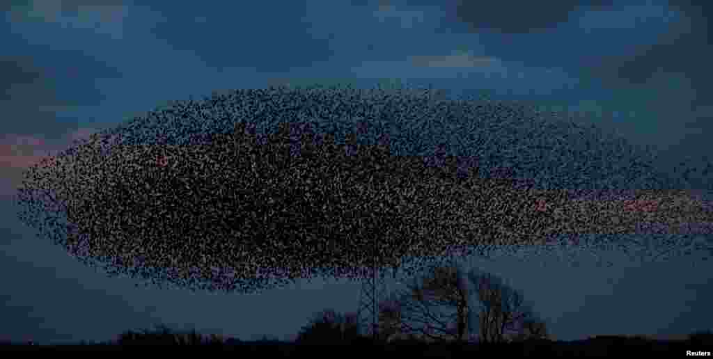 A murmuration of starlings is seen across the sky near the town of Gretna Green, Scotland, Britain.