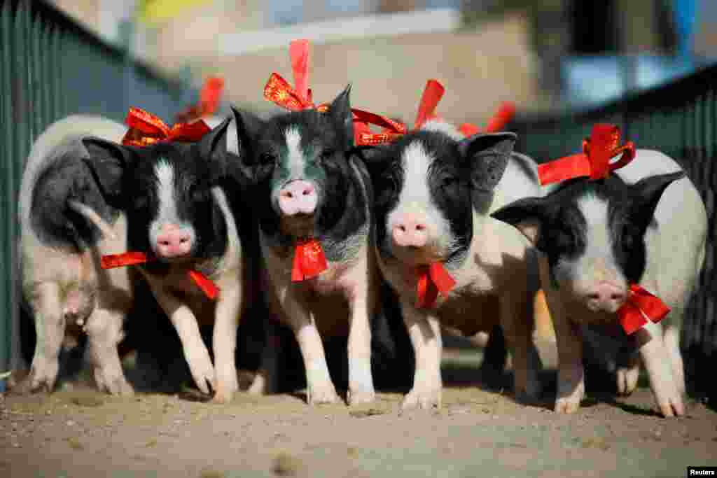 Three-month-old pigs run through an obstacle course at the Green Island Holiday Farm to mark the upcoming Lunar New Year of the Pig in Zhangjiakou, Hebei Province, China.