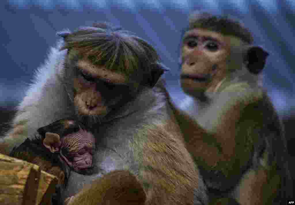 A toque macaque monkey feeds her young in her enclosure at Berlin's Zoologischer Garten zoo, Nov. 5, 2017.