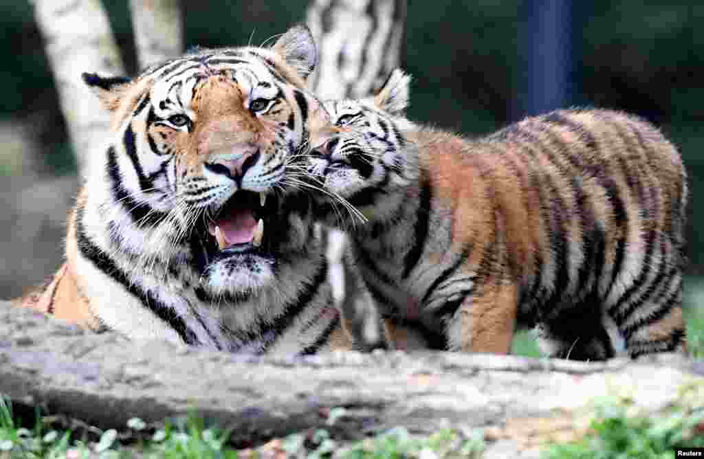Tiger cubs meet their father "Yasha" for the first time in Hagenbecks zoo in Hamburg, Germany.