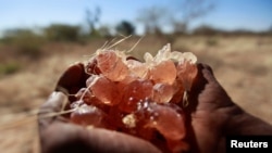 FILE PHOTO: A farmer carries collected gum arabic from an Acacia tree in the western Sudanese town of El-Nahud