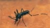 A mosquito at work. 