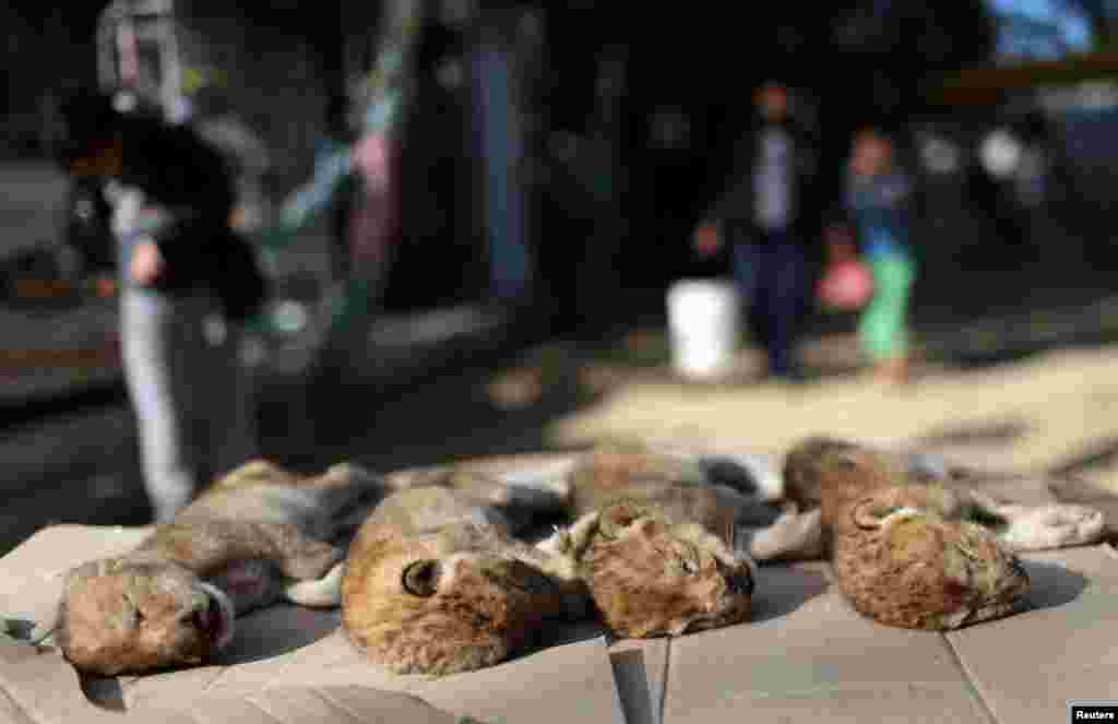 Bodies of four baby lion cubs that died from the cold in a Gaza zoo are seen in the southern Gaza Strip. The zoo's owner said Friday the cubs died after wind ripped protective plastic sheeting from their cage during a winter storm.