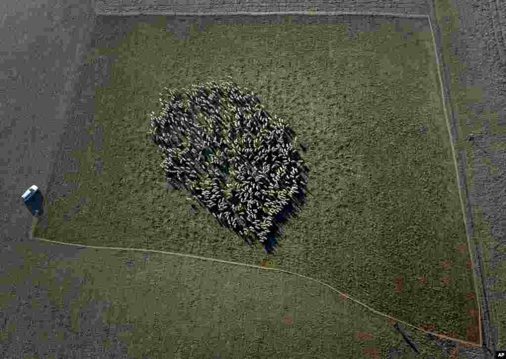 Sheep stand together in their enclosure on a field in Rodgau near Frankfurt, Germany.