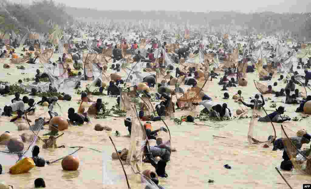 Fishermen catch fishes during the final of the revived Argungu fishing and cultural festival at Argungu Town, Kebbi State in northwest Nigeria, March 14, 2020.