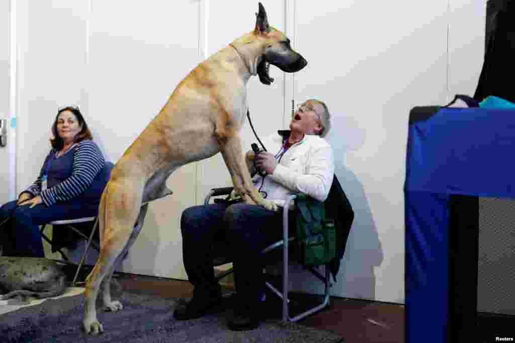 Don Smith reacts as Cap'n Crunch the Great Dane yawns during the Meet the Breeds event ahead of the 143rd Westminster Kennel Club Dog Show in New York, Feb. 9, 2019.