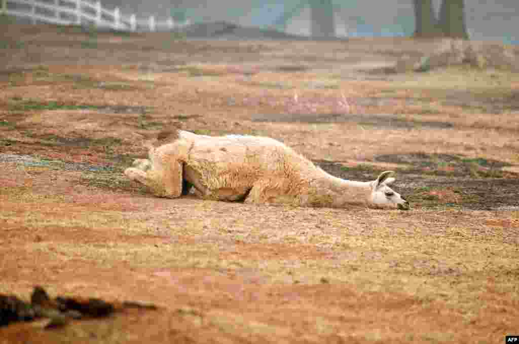 An exhausted llama lays in a partially burned field in the charred town of Paradise, California, which was burned to the ground by wildfires, Nov. 15, 2018.