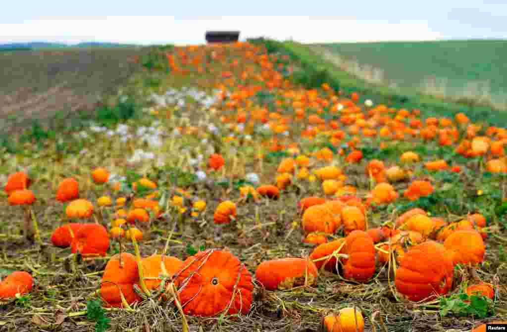 Pumpkins are pictured in a field on an autumn morning in Oulens-sous-Echallens, Switzerland.