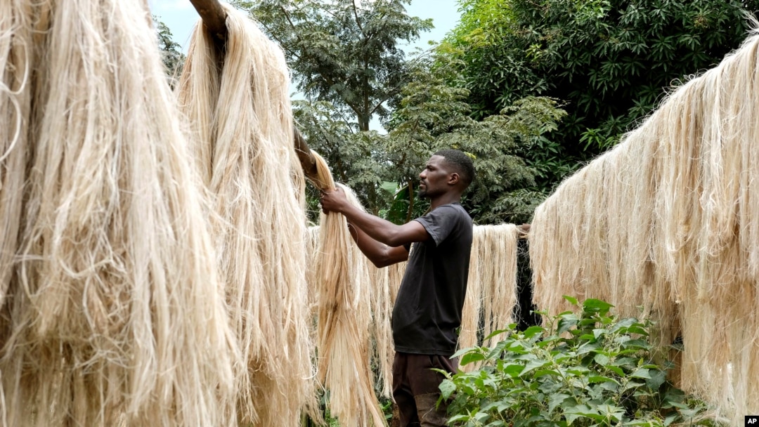 Employee Anathole Kisakye dries banana fiber threads at Tupande Holdings Ltd workshop, in Kiwenda village, Busukuma, Wakiso District, Uganda, Sept. 20, 2023. The decapitated banana plant is almost useless, but a Ugandan business is using the fiber to make handicrafts.