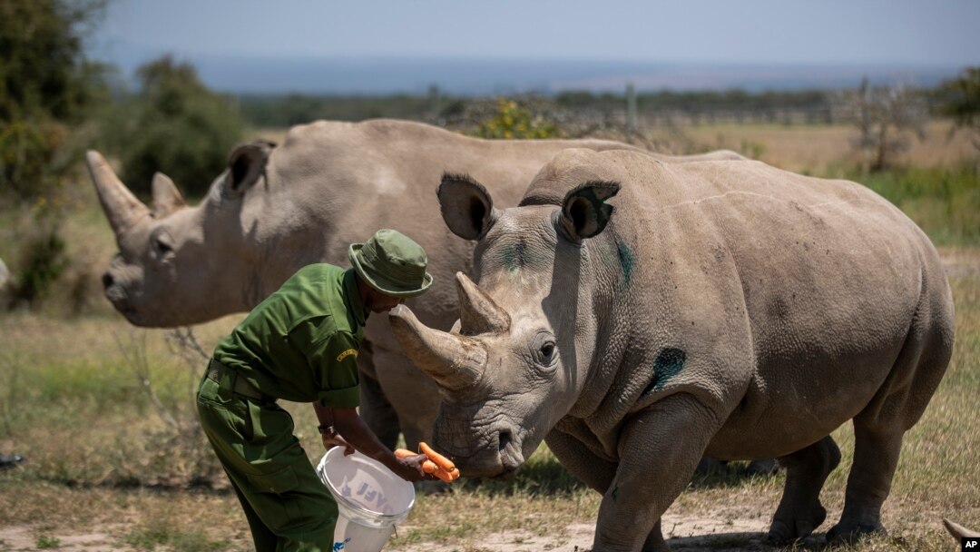 FILE - The last two known female northern white rhinos are fed carrots by a ranger in their enclosure at Ol Pejeta Conservancy, Kenya, Aug. 23, 2019.