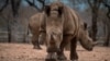 FILE - Protected rhinos roam and feed in an enclosed precinct at the Kahya Ndlovu Lodge in Hoedspruit, in the Limpopo province of South Africa, Sept. 25, 2016.