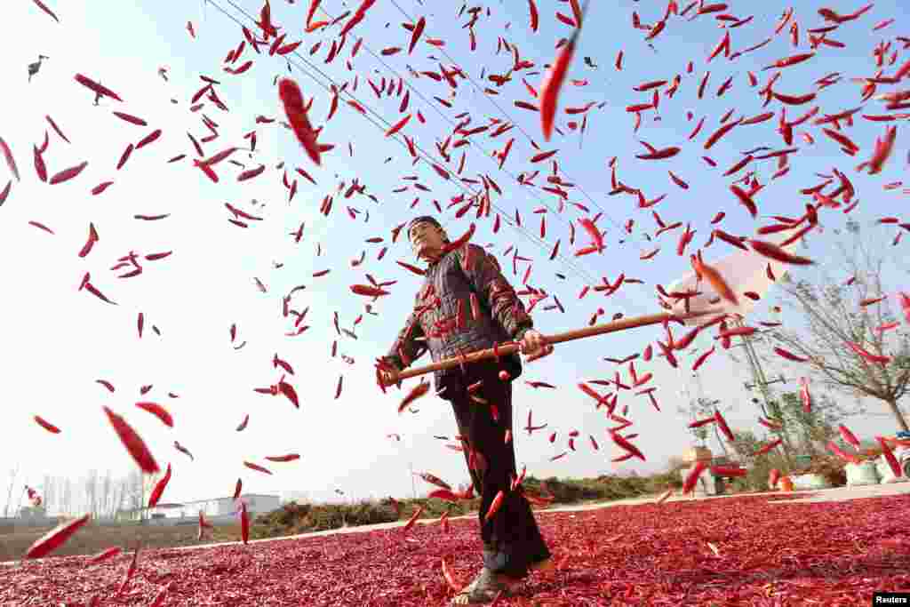 A farmer spreads red chili to dry at a village in Huaibei, Anhui province, China.