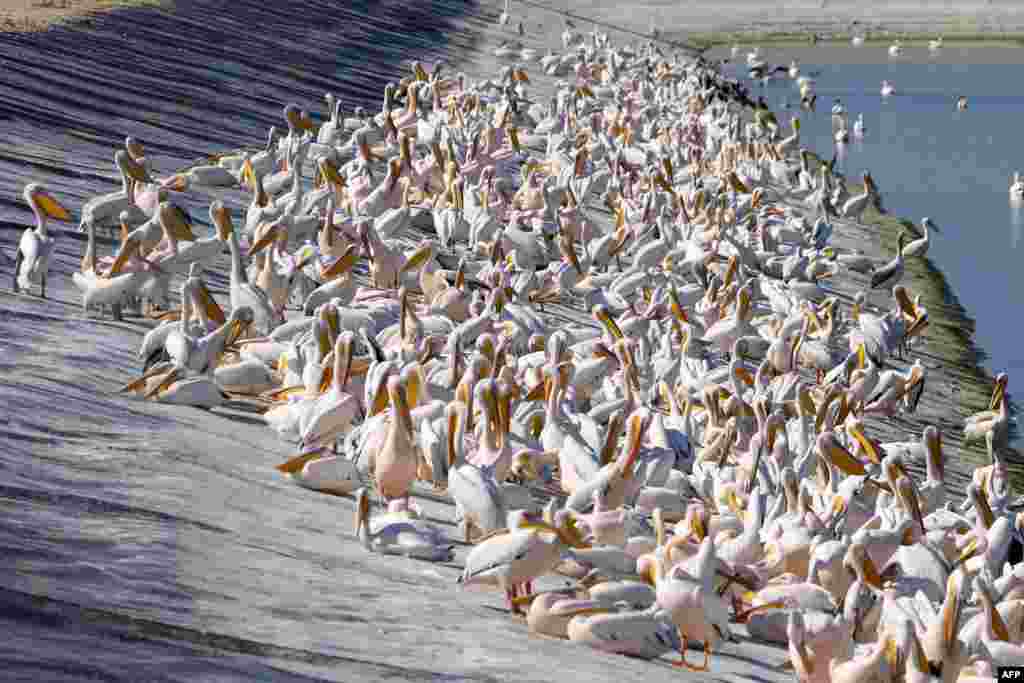 Great white pelicans are pictured at a reservoir in Mishmar HaSharon, north Israel's Mediterranean coastal city of Tel Aviv. Thousands of migrant Pelicans pass though Israel on their way to Africa then again when they return to Europe in the summer. 