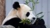 Bao Li, lous panda mal la, manje fey banbou pandan gran debi li devan piblik Washington nan nan pak zowolojik nasyonal la, 24 Janvye 2025. 