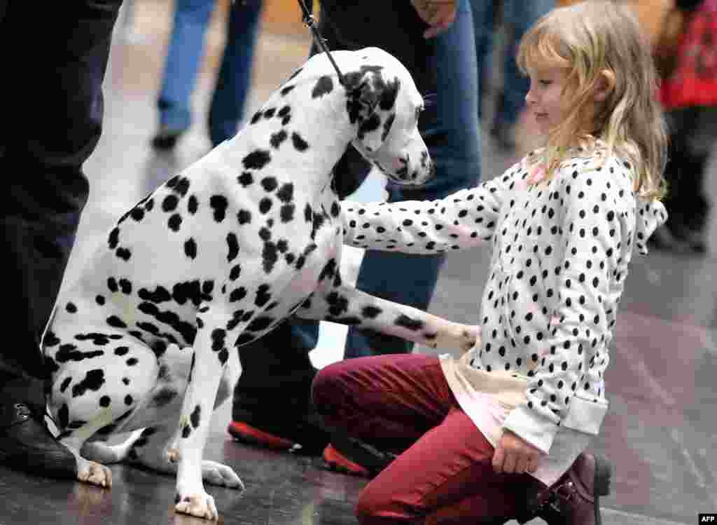 A young visitor greets a dalmatian during the "World Dog Show" dog fair in Leipzig, Germany, Nov. 8, 2017.