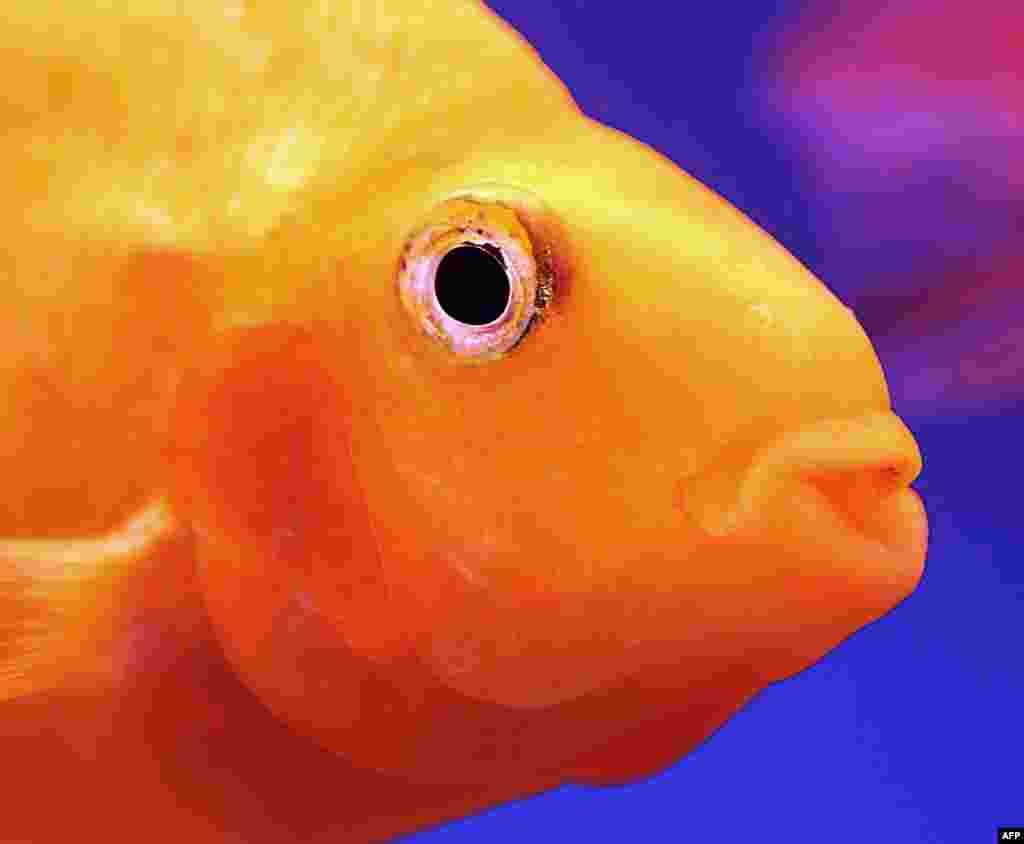 A goldfish for sale swims in an aquarium at a market in Kuwait City where each fish is sold for three Kuwaiti Dinar ($10 USD).