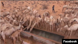 Geel ka cabaya Banka Aroori