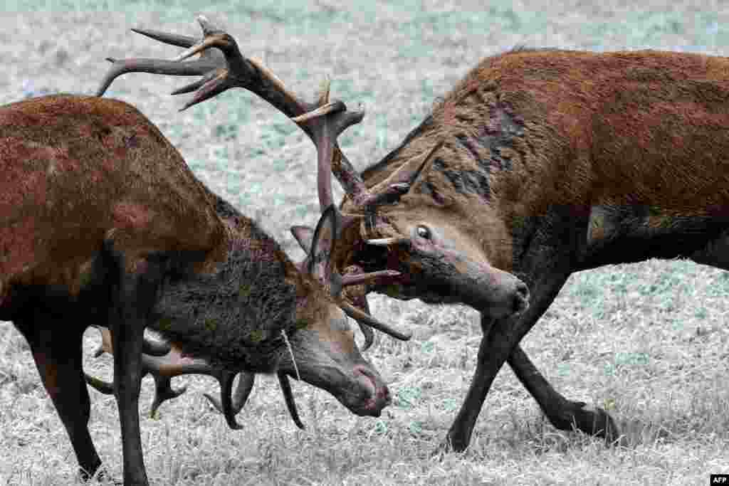 Two deer clash antlers in a field near the village of Kobylintsy, some 305 km north of Minsk, Belarus, Oct. 23, 2017.