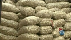 Чому у США процвітає бізнес виробництва часнику? Відео