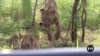 Malawi lions get birth control in effort to save their prey