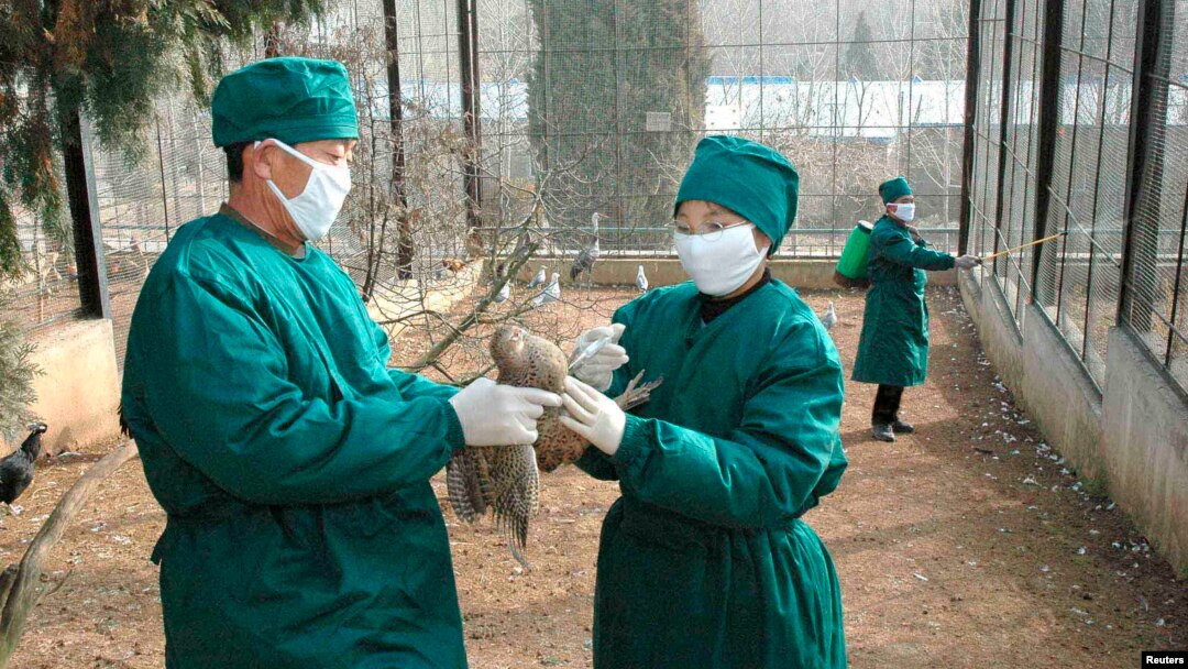 북한 보건 관계자들이 평양 동물원에서 조류독감 방역 활동을 하고 있다. (자료사진)