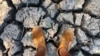 Southern Africa Drought