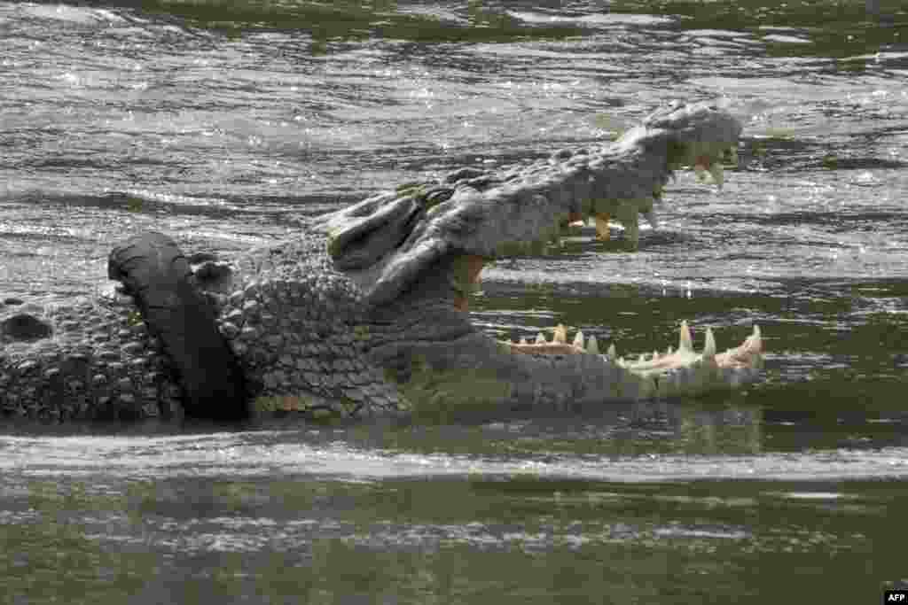 A crocodile with a motorbike tire around its neck is seen in a river in Palu, Central Sulawesi province, Indonesia.