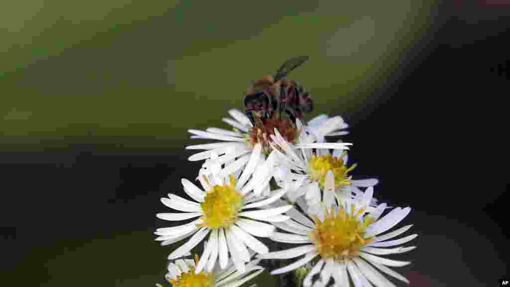 A bee searches for pollen on a flower in Belgrade, Serbia.