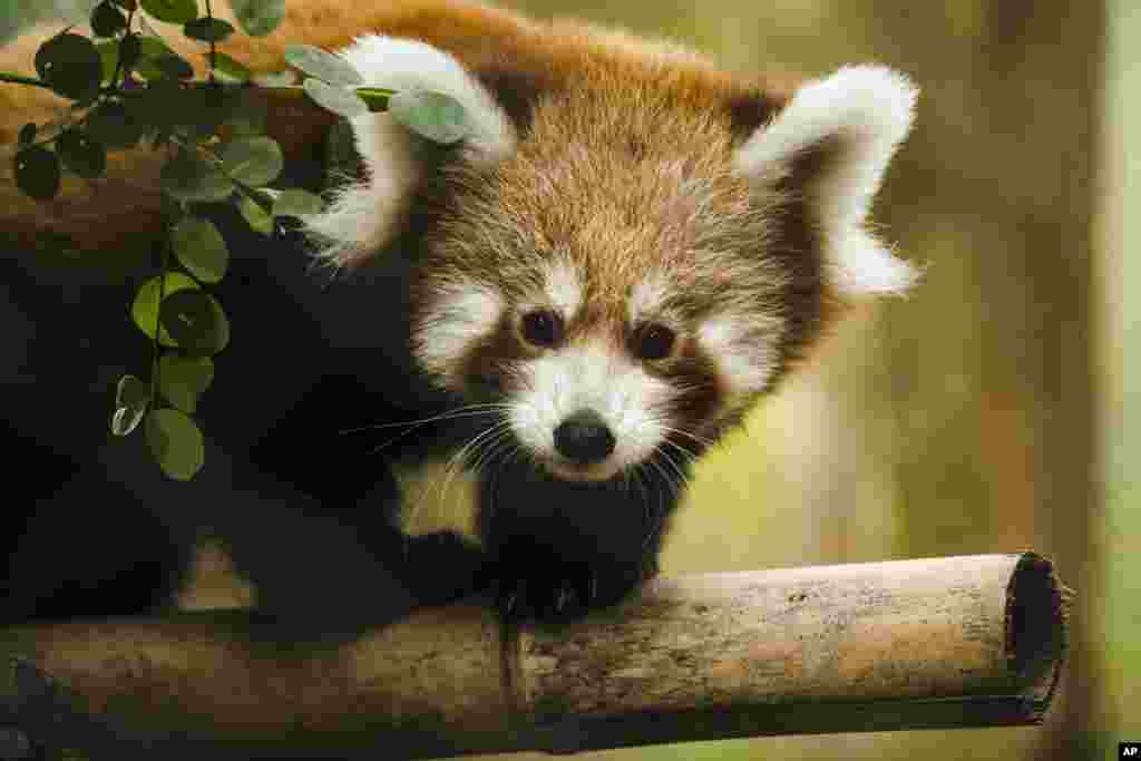 One of two young red panda cubs born at the Philadelphia Zoo makes its debut, in Philadelphia.