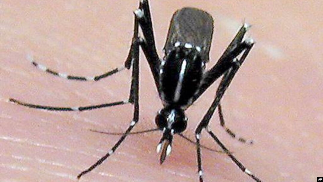 The Asian tiger mosquito, an invasive, disease-carrying pest, may spread to new areas as a result of global warming. The mosquito breeds faster in warmer temperatures. It's a known carrier of the Chikungunya virus. (AP Photo/Jim Newman, University of Flo